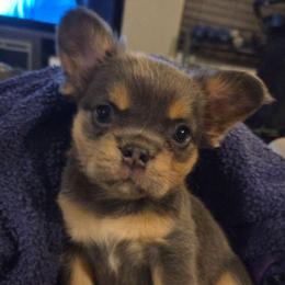 Evie - Tricolors female French Bulldog puppy in Windsor, Colorado from NOCO French Bulldogs