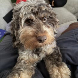Pepper - Cockapoo