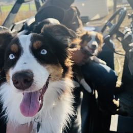 Australian Shepherd, Miniature Australian Shepherd, and Toy Australian Shepherd Puppies from V5 Mini Aussies