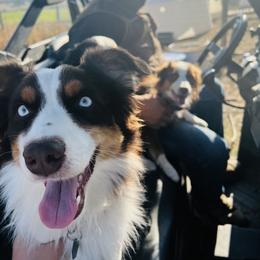 Australian Shepherd, Miniature Australian Shepherd, and Toy Australian Shepherd Puppies from V5 Mini Aussies