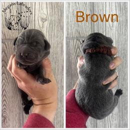 Brown - Charcoal male Dilute Retriever puppy in Ste. Genevieve, Missouri from Megans Labradors