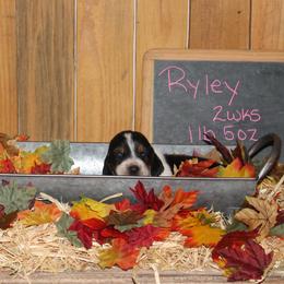 Ryley - Black white and brown female Basset Hound puppy in Dover, Arkansas from S&S American Bassets