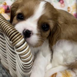 Cavalier King Charles Spaniel Puppies from Hill country cavaliers