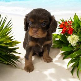 Cavalier King Charles Spaniel, Cavapoo, and Poodle Puppies from Mario’s Pups