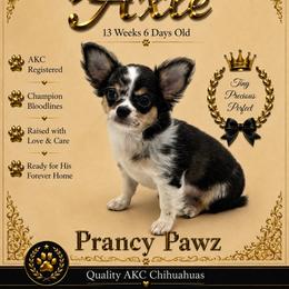 AKC Axle - Merle male Chihuahua puppy in Columbus, Nebraska from Prancy Pawz