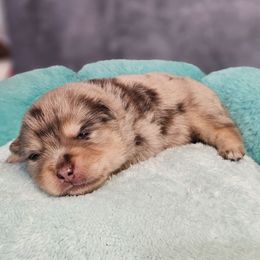 Kai - Merle male Pomsky puppy in Southern California, California from SoCal Pomskies LLC