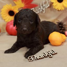 Chocolate boy 1 - Chocolate male Labradoodle puppy in Colonial Beach, Virginia from Bristol Mine Kennels