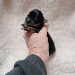 Pup 1 - Black and tan male Yorkshire Terrier puppy in Albany, Minnesota from Sandy's Yorkshire Terriers