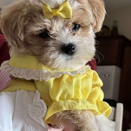 Goldendoodle, Maltipoo, and Yorkipoo Puppies from Doodle Pups Fur-Ever