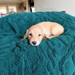 Rosalie - Cream female Dachshund puppy in Molino, Florida from Dooney's Dachshunds
