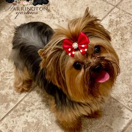 Dora - Blue and gold female Yorkshire Terrier puppy in Bloomingdale, Georgia from Harrington Yorkies