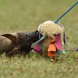 German Shepherd Puppies from Büserhaus Working Dogs