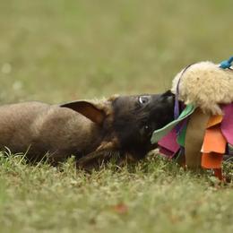 German Shepherd Puppies from Büserhaus Working Dogs