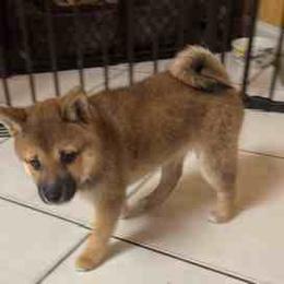 Amber - Sesame female Shiba Inu puppy in Tamarac, Florida from The Queen of Shibas