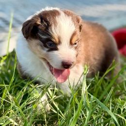 Yellow - Red merle male Australian Shepherd puppy in Iola, Texas from MK Aussies