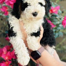 Bernedoodle Puppies from Eden Valley Bernedoodles