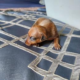 Stag red - Stag red male Miniature Pinscher puppy in Du Bois, Pennsylvania from San Spur Miniature Pinschers