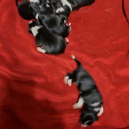 Border Collie Puppies from Karma Performance