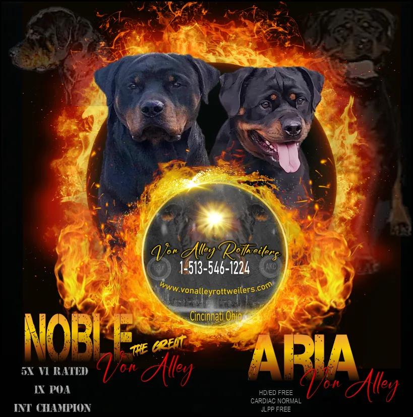 Von Alley Rottweilers in Ohio | Rottweiler puppies | Good Dog