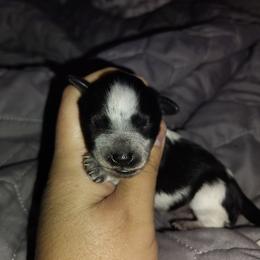 Boy 3 roan parti - Parti male Miniature Schnauzer puppy in Florida from Central Florida Schnauzers