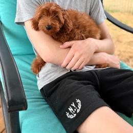 Ashby - Red  male Goldendoodle puppy in Cocoa, Florida from The Beach Doodles