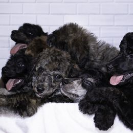 Poodle Puppies from Lenca Kennels