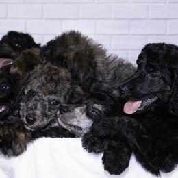 Poodle Puppies from Lenca Kennels