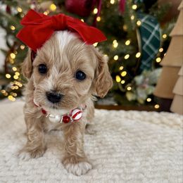 Bailey Matilda - female Cavapoochon puppy in Lucas, Ohio from Apricot Lane Puppy
