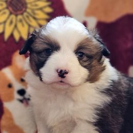 Guy - Red male Pembroke Welsh Corgi puppy in Rensselaer, Indiana from Sharand MAS and Pembroke Welsh Corgis