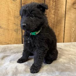 Green AKA Levi - Black male German Shepherd puppy in Terra Alta, West Virginia from Shepherd Country Farm and Kennels
