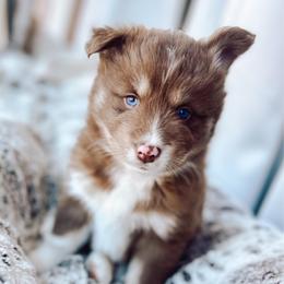 Linguine - Chocolate male Pomsky puppy in Cleveland, Ohio from Lake Point Pomskies