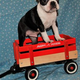 Boston Terrier Puppies from Oui Bostons