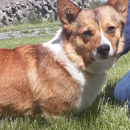 Miniature Australian Shepherds and Pembroke Welsh Corgis from Sharand MAS and Pembroke Welsh Corgis