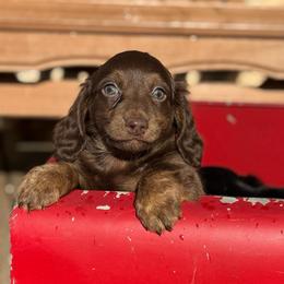 Sierra - Brindle female Dachshund puppy in Hawley, Texas from Foxy’s Dachshunds & Toy Aussies