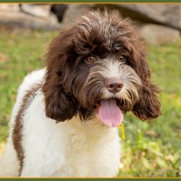 Bluey - Brown female Cockapoo puppy in Connersville, Indiana from Deaz Doodle Ranch