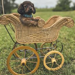 Dachshund Puppies from Itty Bitty Dachshunds