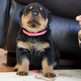 Rottweiler Puppies from TrenchtownRotties