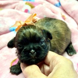 Pixie - Brindle female Shih Tzu puppy in Mesa, Arizona from House of Zen Shihtzus