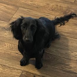Raven - Dachshund