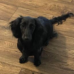 Raven - Dachshund