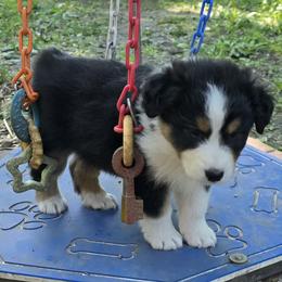 Australian Shepherd puppies from Rocky Top Hearts