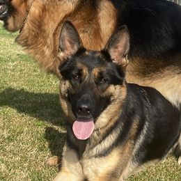 Sierra - German Shepherd
