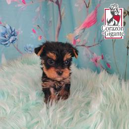 Hyacinth Bridgerton - Black and tan female Yorkshire Terrier puppy in California from Corazon de gigante