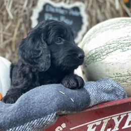 Goldendoodles from CMT Dixie Doodles