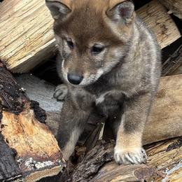 Kuma - Sesame male Shiba Inu puppy in Winthrop, Minnesota from Kayobi Shibas