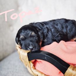 Bernedoodle Puppies from Whispering Aspen Homestead