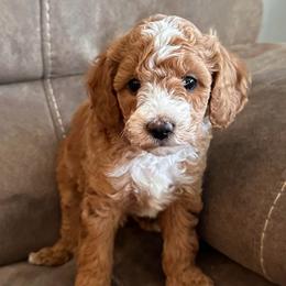 Hulk-Green - Red  male Goldendoodle puppy in Asheboro, North Carolina from Southern Bred Pups