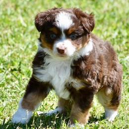 Valentine - Red tri male Toy Australian Shepherd puppy in Simms, Texas from Donna’s Aussies & Pink Heart Poodles