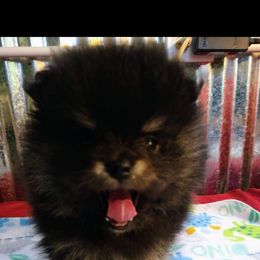Pomeranian Puppies from Gigi’s Pocket Poms