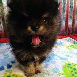 Pomeranian Puppies from Gigi’s Pocket Poms